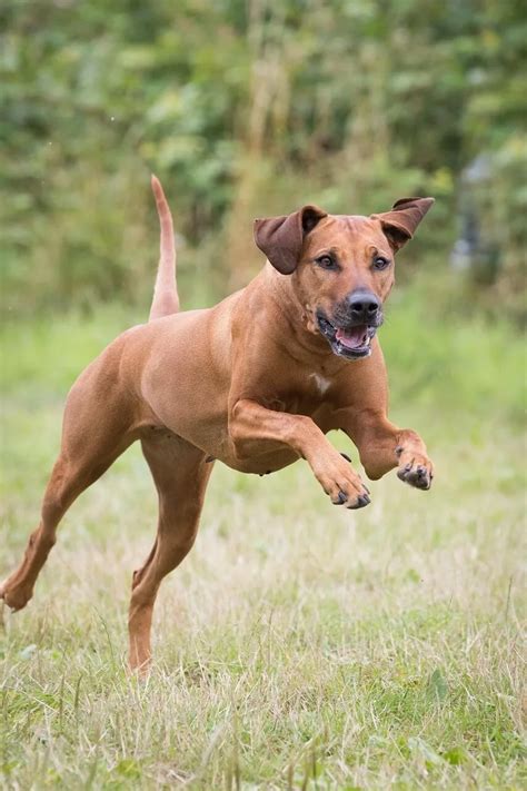 Rhodesian ridgeback charakterystyka rasy i opieka psa kompleksowa
