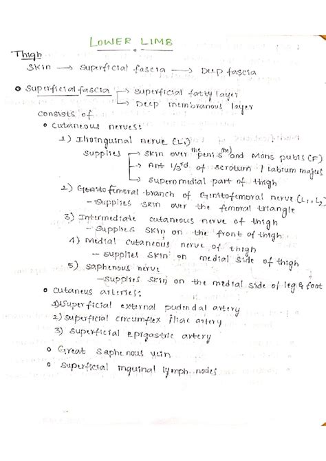 Lower Limb Anatomy Notes (ANAT 405) - Studocu