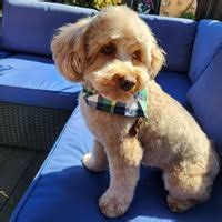 Best Festivals in Shillong Today | AllEvents