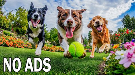 24 Hours of Dog TV for Dogs to Watch🐶Peaceful Melodies for Stress ...