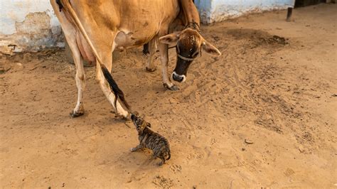 Watch what happens when a puppy annoys a cow