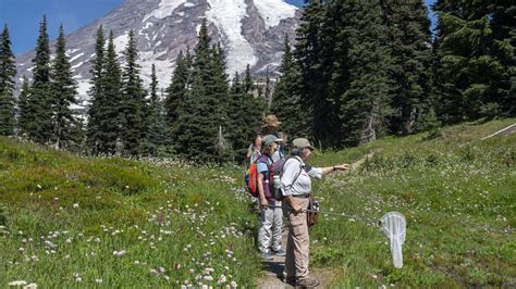 Visitor services limited at Mount Rainier during shutdown | Tacoma News ...