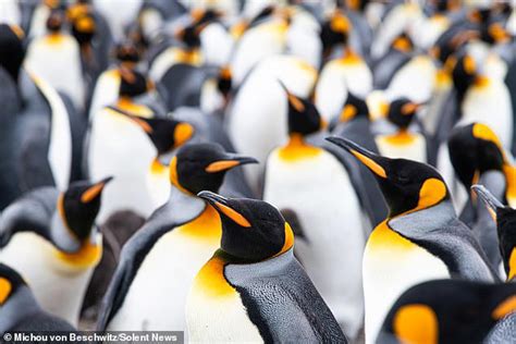 Fancy a morning dip? King penguins on the Falkland Islands spotted ...