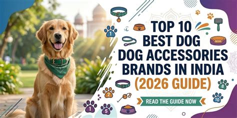Top 10 Best Dog Accessories Brands in India (2026 Guide) – Furever Kare
