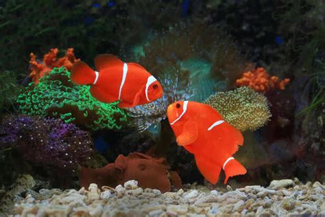 Freshwater vs saltwater fish: Choosing the right pet