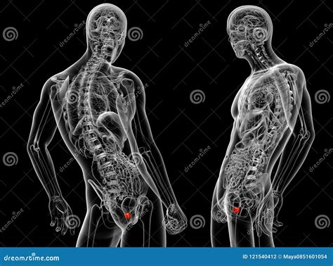 The Prostate Gland Cartoon Vector | CartoonDealer.com #61658231