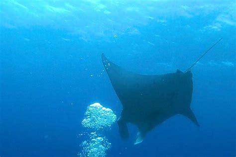 TAHITI FISH AND SAIL (2026) All You Need to Know BEFORE You Go (with ...