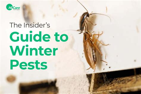 The Insider's Guide to Winter Pests – HiCare (A Rentokil PCI Company)