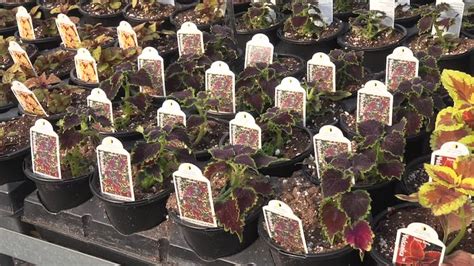 Alaska's Political Pipeline: Senate Majority leaders speak on PFD ...