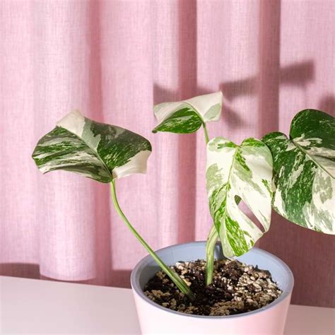 Guide to Monstera Plant Prices (2026)