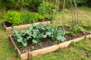 10 Tips for Starting a Vegetable Garden