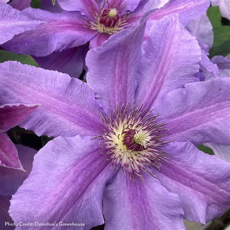 Clematis Vines & Flowers | Clematis Plants for Sale – Wayside Gardens