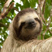 Image result for BST Implementation in Java Generic