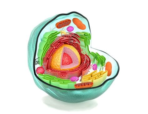 Image result for Cell Network