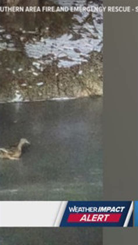 York County Duck rescue | fox43.com