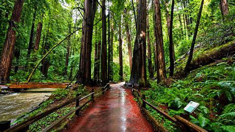 Towering ancient trees deep inside the Great Bear Rainforest