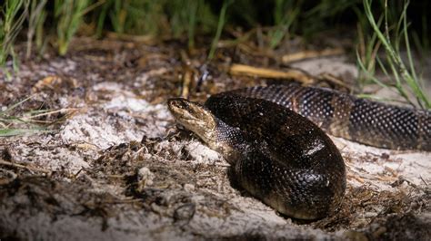 Watch out for snakes: Venomous species more active as weather warms