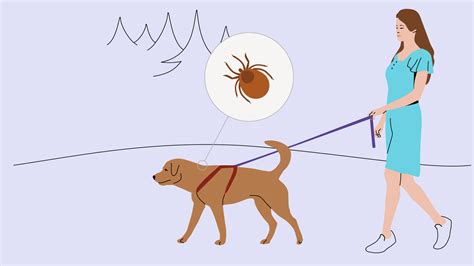Protecting pets from parasites | Boehringer Ingelheim IN