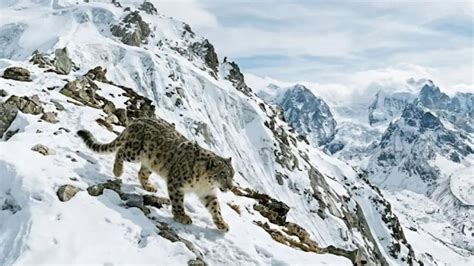 Indian Army and Ladakh Forest Department Sign MoU to Protect Snow Leopard