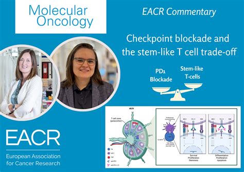 Checkpoint blockade and the stem‐like T cell trade‐off - Mazet ...