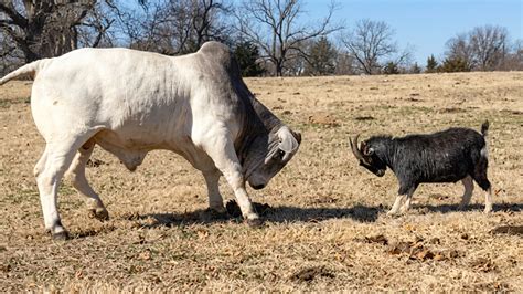 Watch what happens when a goat challenges a bull