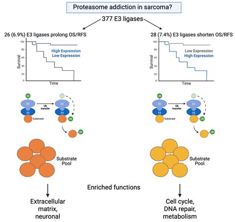 Elucidation of Mechanisms Underlying Proteasome Addiction in Sarcomas ...