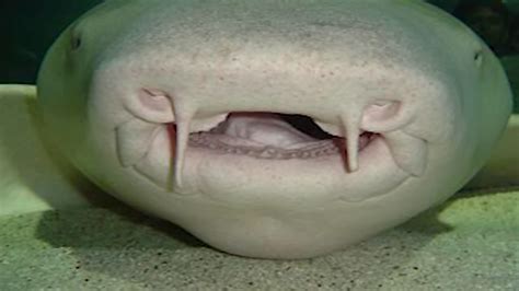 Watch what happens when a demon shark catches its prey
