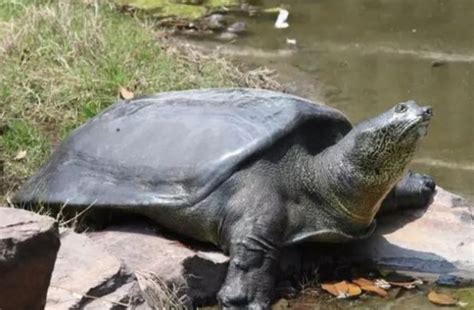 Spotted Softshell Turtle "Susu" Ends Hibernation, The Last One in China ...