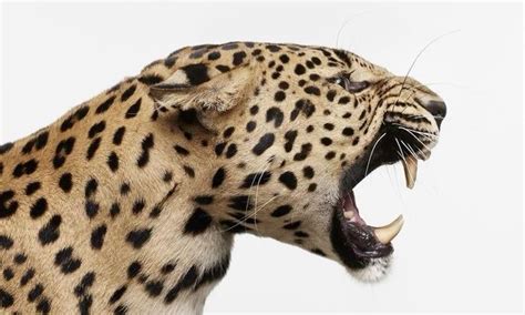 Pin by Shef on Misc | Cheetah print wallpaper, Leopard print wallpaper ...