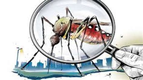 City battles increasing mosquito menace