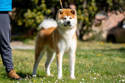 The history of the Akita – from ancient hunter to national treasure