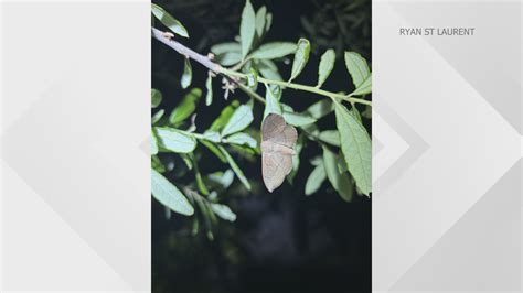 CU researcher discovers rare moth species isn't extinct | 9news.com
