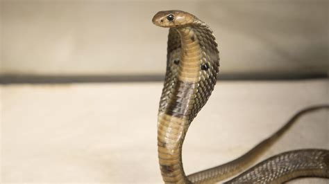 Tourist dies after being bitten during snake-charming show in Egypt, police say | cbs19.tv