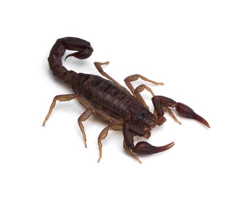 Scientists Can Now Predict Where the World’s Deadliest Scorpions Are ...