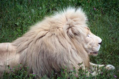 Dutch Elections 2025