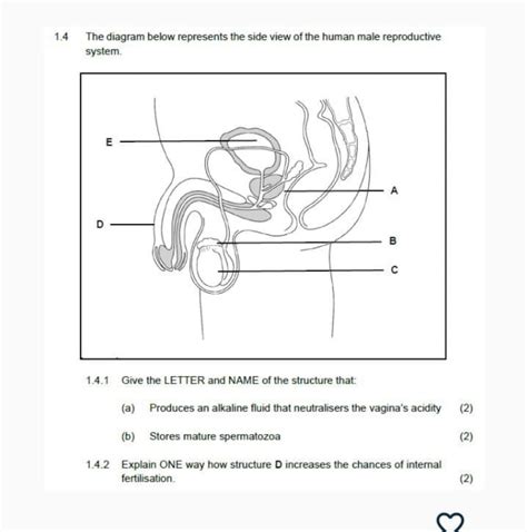 1.4 The diagram below represents the side view of the human male reproduc..