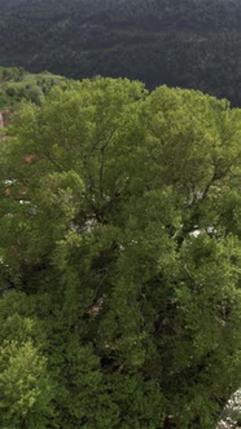 Aerial Century Sycamore Tree, Nature Stock Footage ft. famous ...