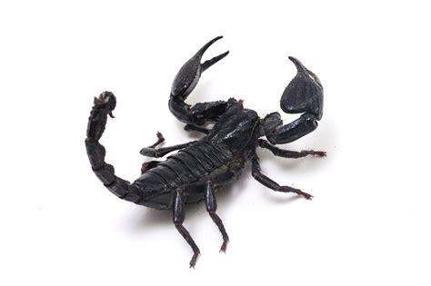 Black asian forest scorpion (heterometrus) isolated | Premium Photo