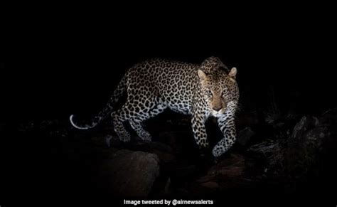 'Don't travel at night': Cognizant's advisory after leopard sightings ...