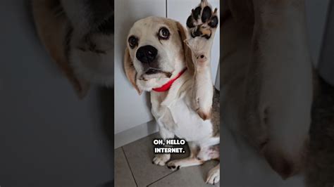 Patient beagle puts up with the weirdest human antics