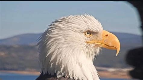 Jackie the eagle cause of death: How did the beloved Big Bear eagle die ...
