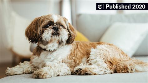What’s Your Pet Saying? These Machines Know - The New York Times