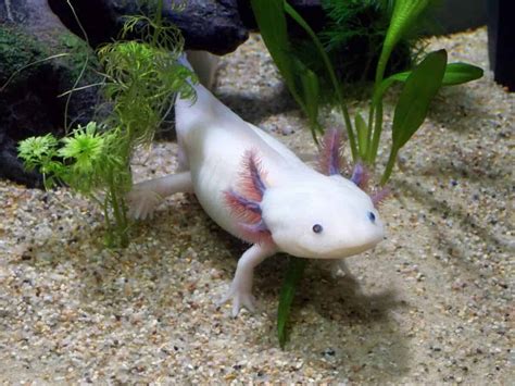 Why Axolotls Are So Hard to Reintroduce Into the Wild