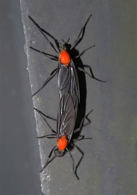 Lovebugs (Genus Plecia) - Bali Wildlife