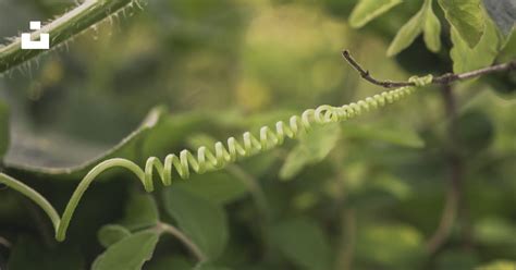 Un primer plano de una planta verde con hojas - Foto gratuita en Unsplash