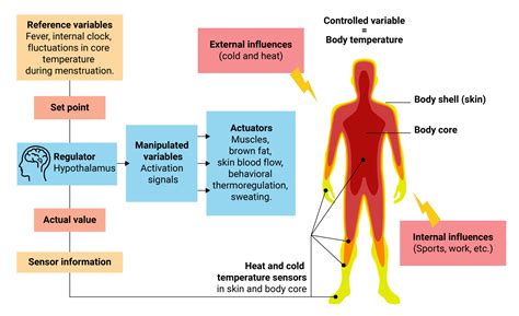 Hypothermia Causes Signs Symptoms Stages Treatment - Face Surgery