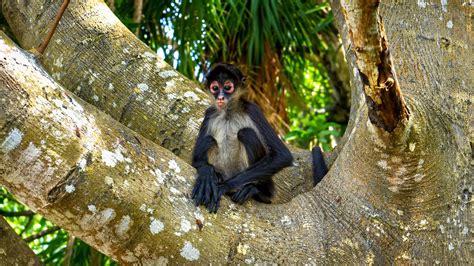 Is this the cutest monkey in the jungle?