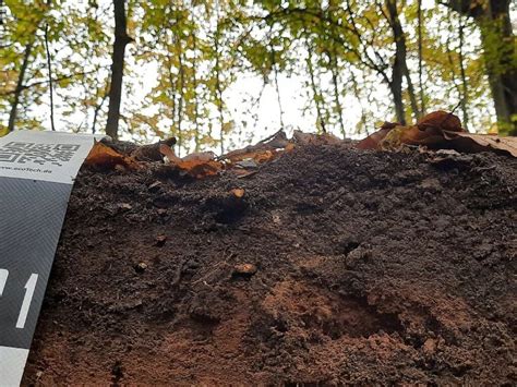 70 Years of Microplastics Has Been Raining Inside the World's Forests ...