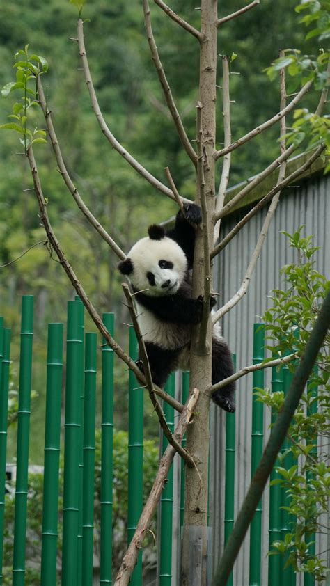 Download wallpaper 1440x2560 panda, pose, tree, bamboo, nature qhd ...