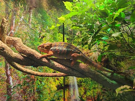 Riverside Reptiles Education Center, Enfield, CT: Information, Tickets ...